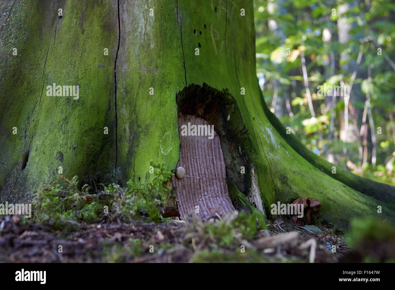 Il segreto della porta in miniatura su albero Foto Stock