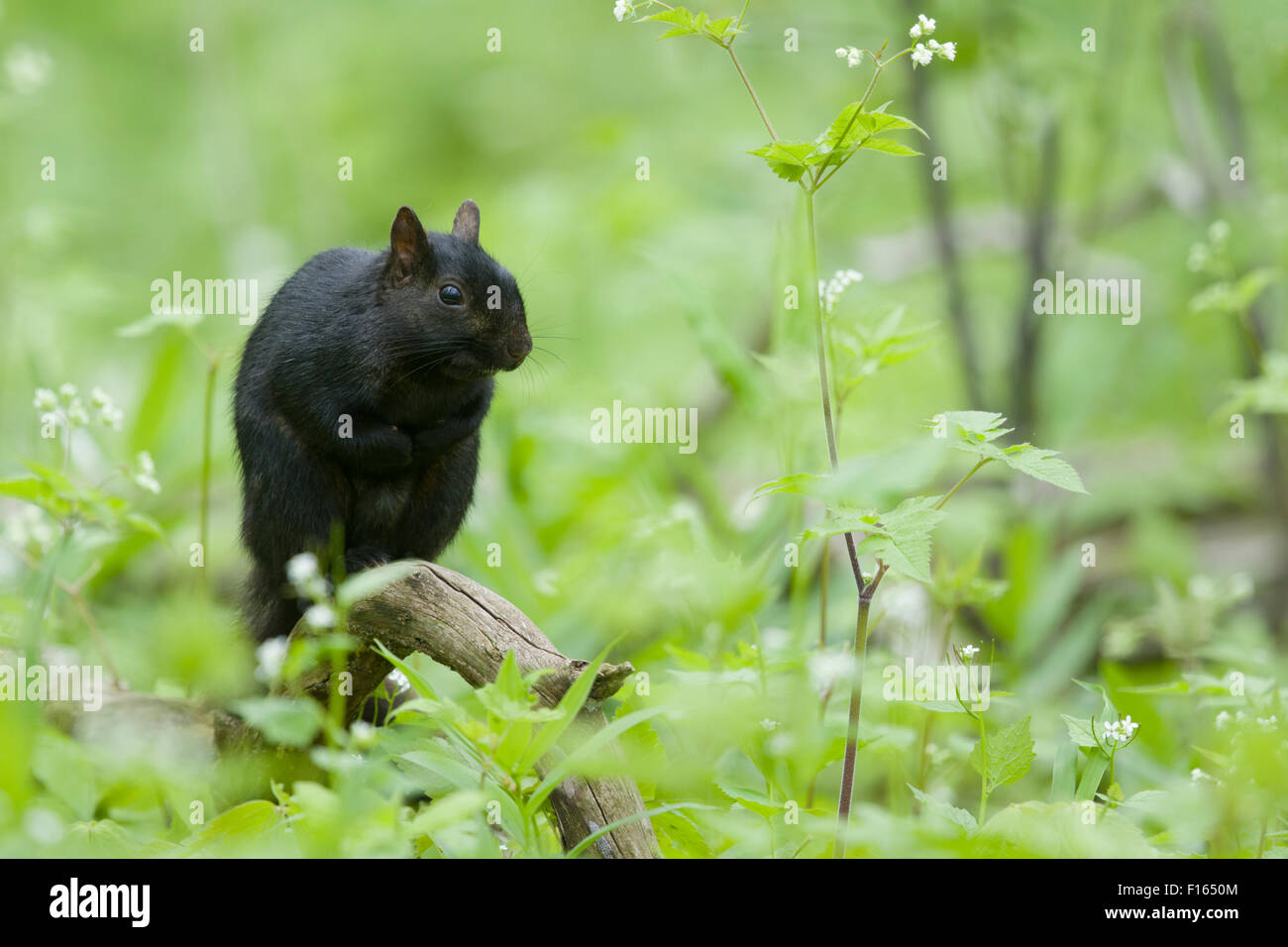 Orientale scoiattolo grigio - nero forma Sciurus carolinensis Ontario, Canada MA003041 Foto Stock