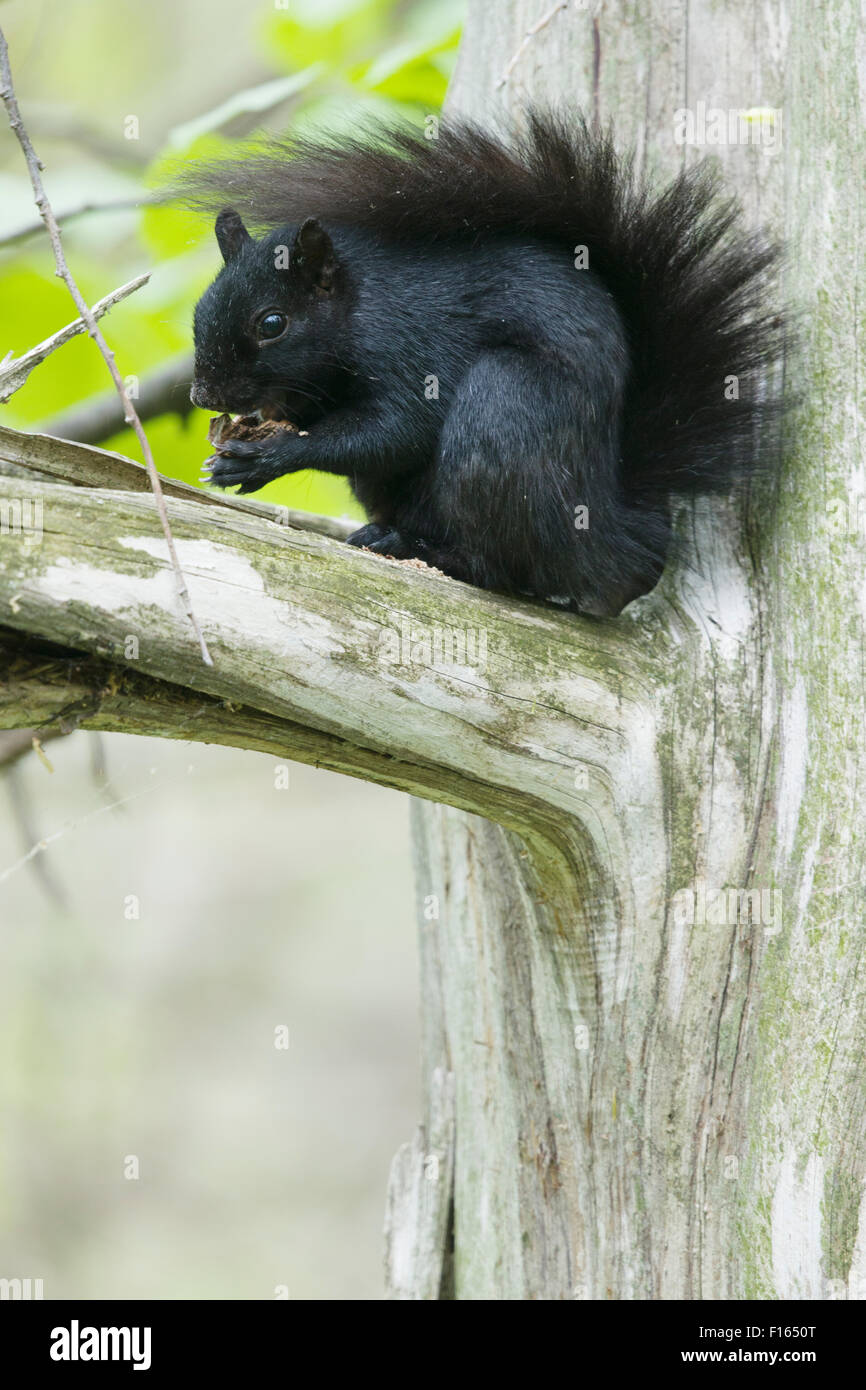 Orientale scoiattolo grigio - nero forma Sciurus carolinensis Ontario, Canada MA003048 Foto Stock