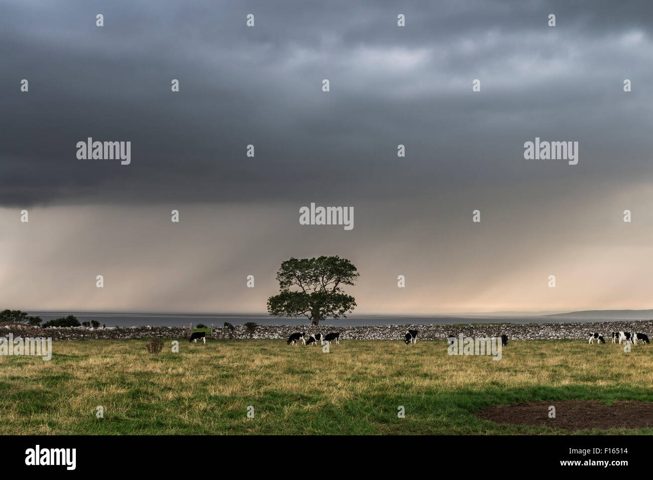 Avvicinando tempesta su Morecambe Bay, Silverdale LANCASHIRE REGNO UNITO Foto Stock