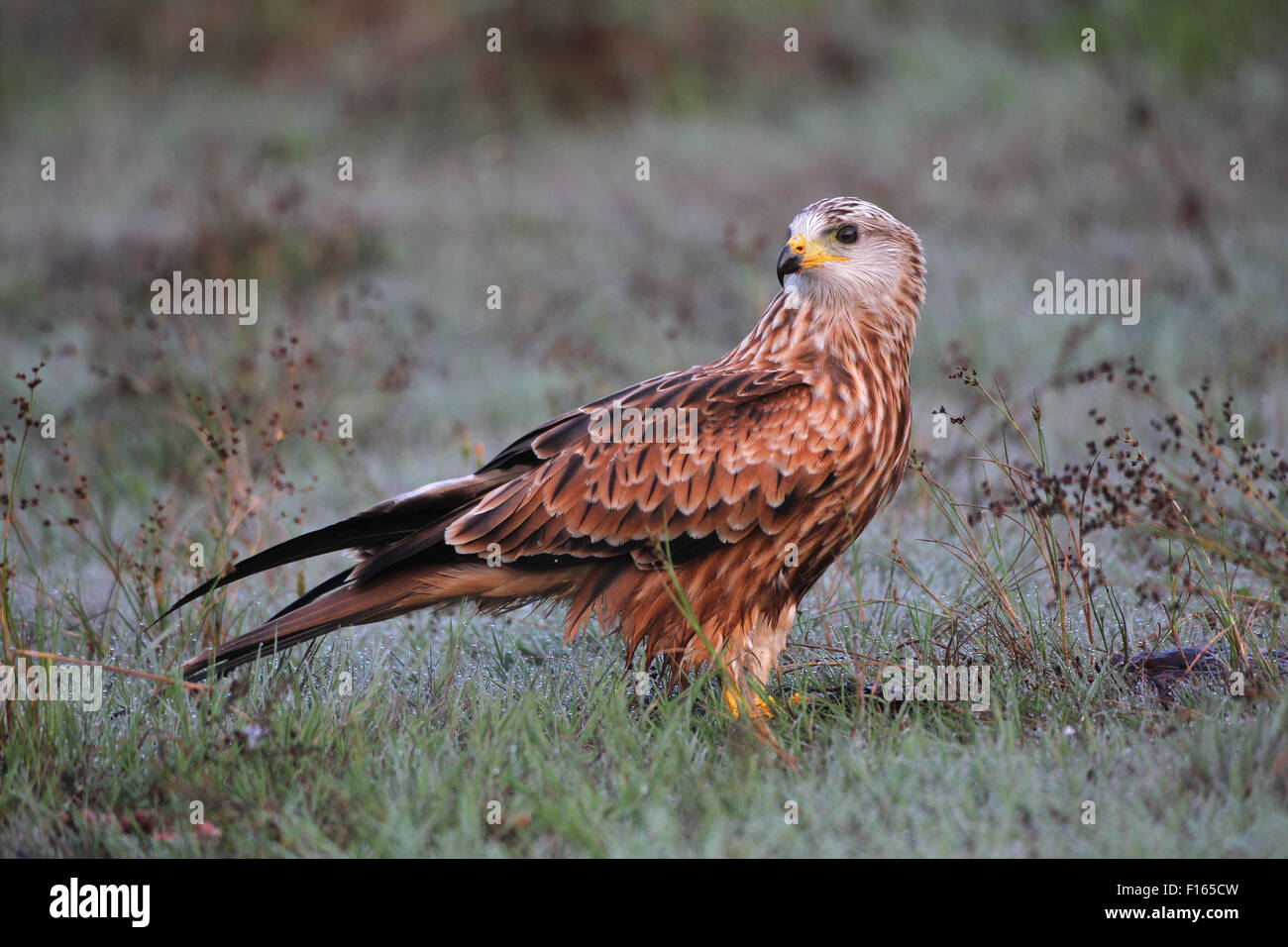Nibbio reale (Milvus milvus), adulto in erba con rugiada di mattina, Algovia, Baviera, Germania Foto Stock