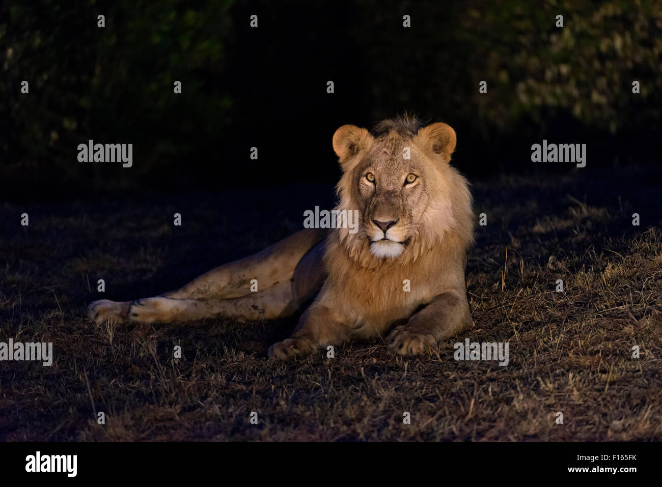 Leone maschio (Panthera leo) di notte, il Masai Mara riserva nazionale, Narok County, Kenya Foto Stock