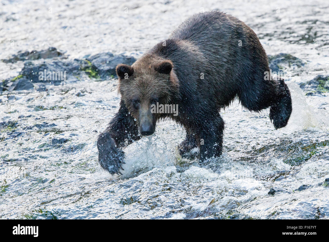 Recare il salmone di caccia Foto Stock