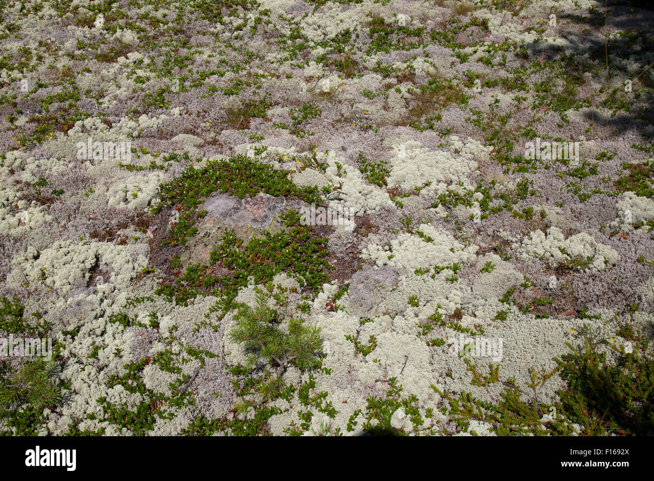 Renne (Cladonia rangiferina), in Finlandia. Foto Stock