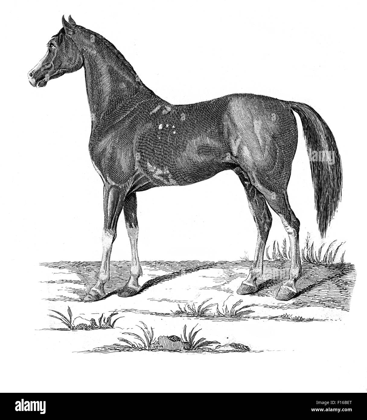 Le illustrazioni incise intitolato "Arabian Horse ' adottate dal "British Zoologia' da Thomas Pennant (1726-1798), "nuova" quinta edizione, pub Foto Stock