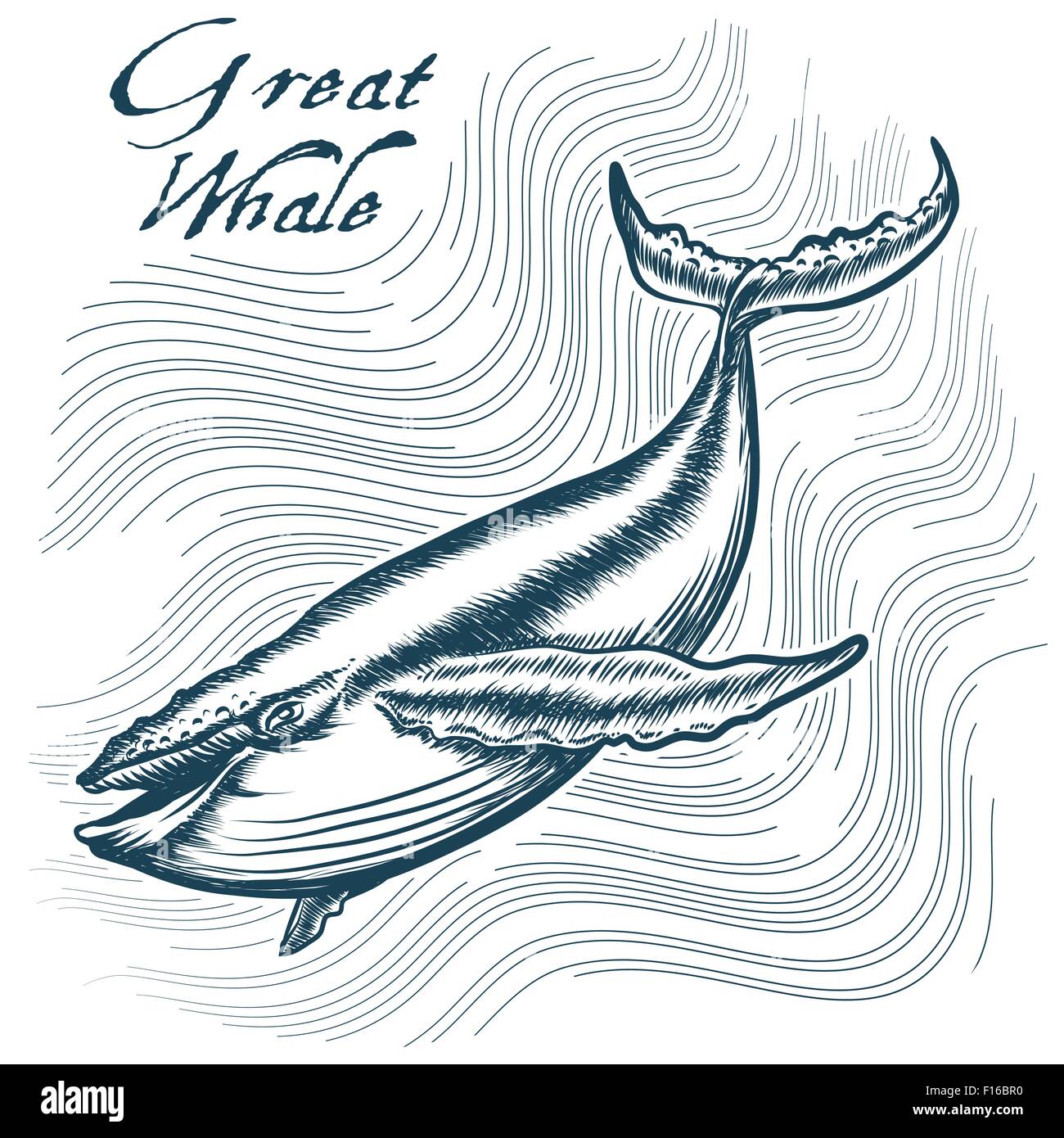 Grande balena in acque profonde. Stile di incisione. Gratuito solo font utilizzato. Illustrazione Vettoriale