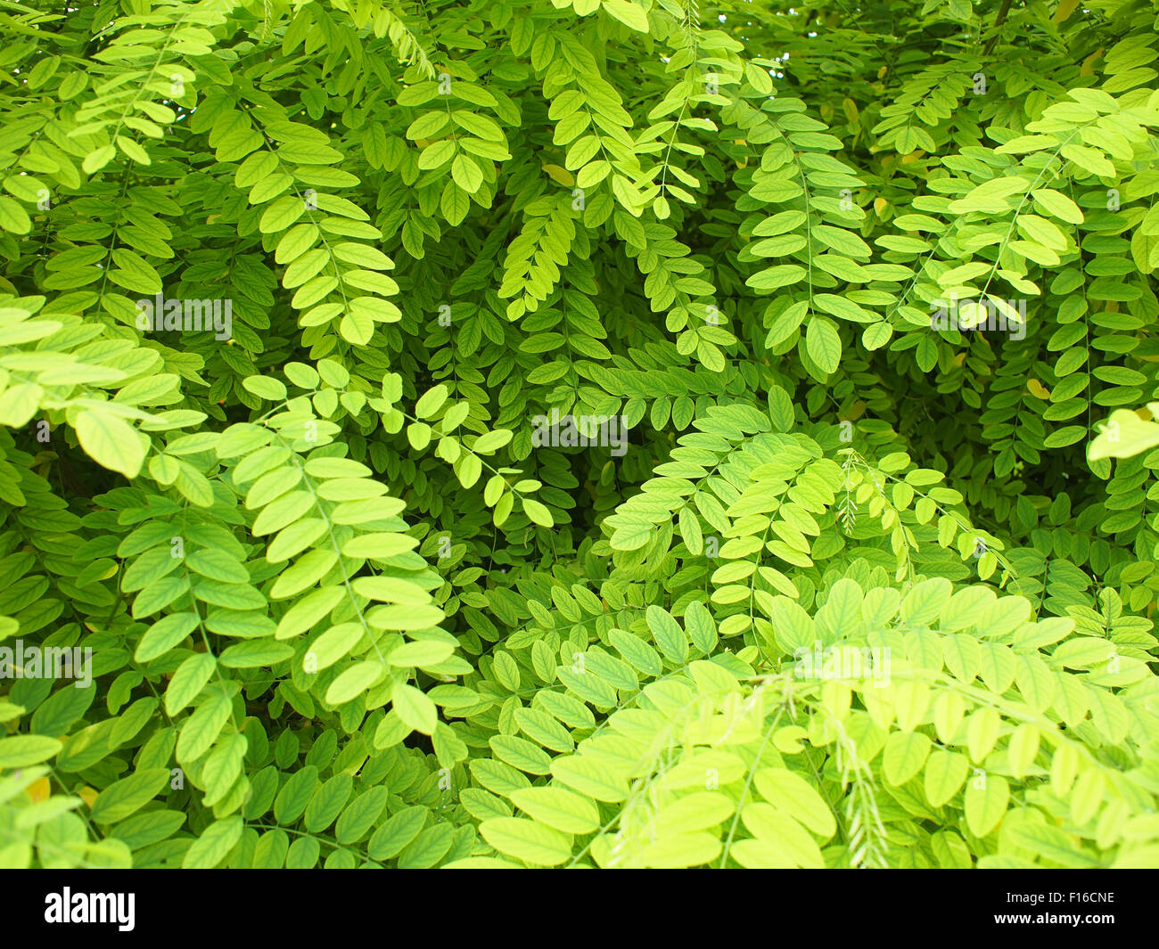 Piccoli e delicati, foglie di colore verde chiaro di acacia attraverso il telaio. Messa a fuoco selettiva Foto Stock