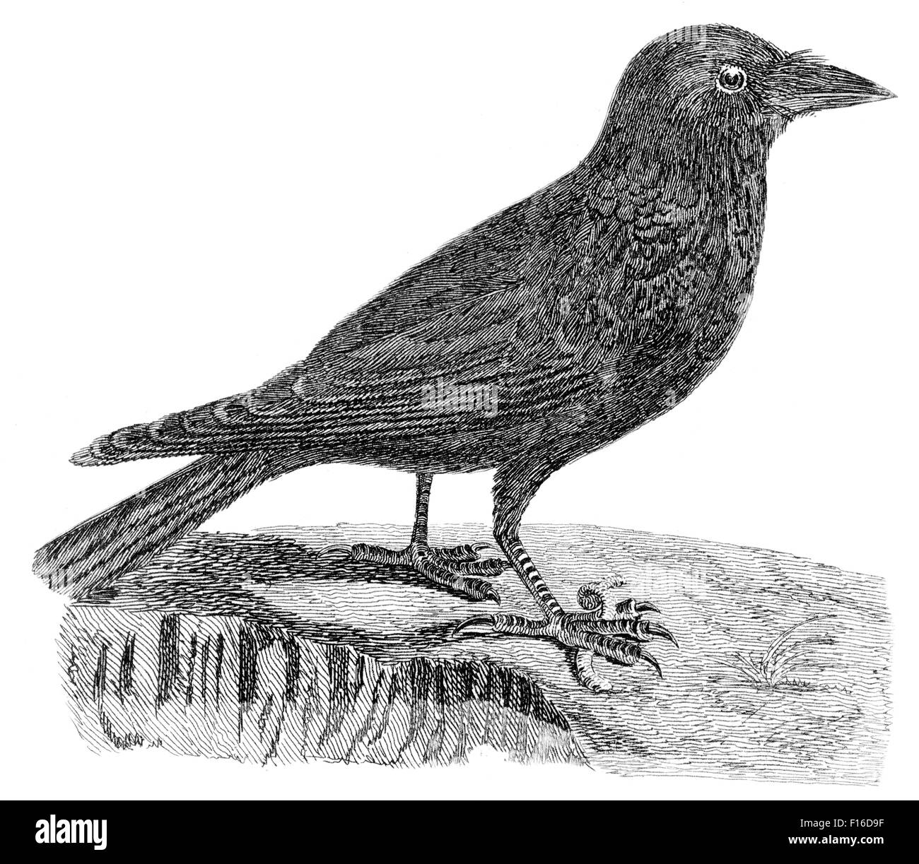 Le illustrazioni incise intitolata 'Carrion CROW' presi da "British Zoologia' da Thomas Pennant (1726-1798), "nuova" quinta edizione, publi Foto Stock