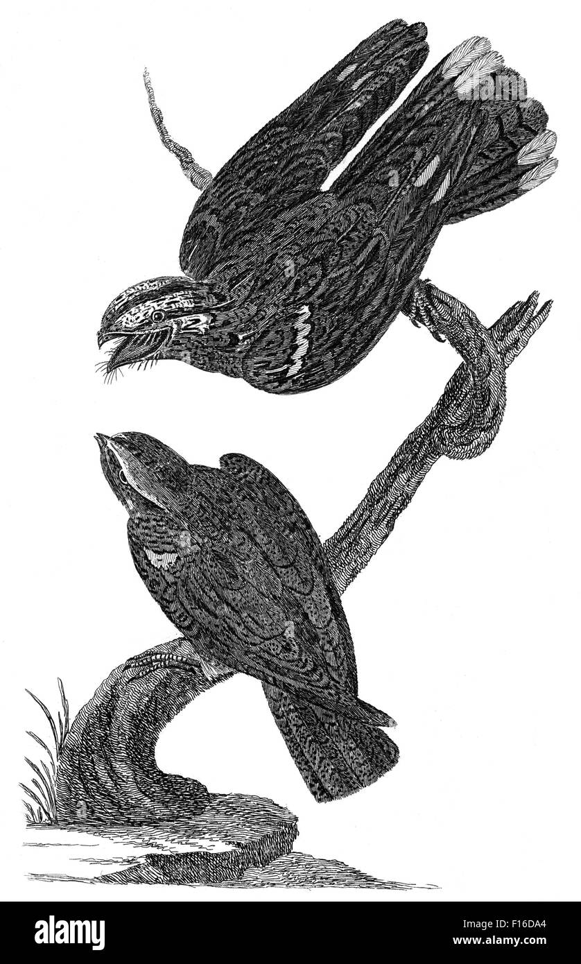 Le illustrazioni incise intitolato "notturnale GOATSUCKER M. E F ' adottate dal "British Zoologia' da Thomas Pennant (1726-1798), "nuova" Foto Stock