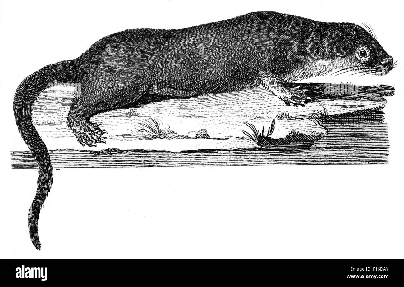 Le illustrazioni incise intitolato "lontra comune' presi da "British Zoologia' da Thomas Pennant (1726-1798), "nuova" quinta edizione, publi Foto Stock