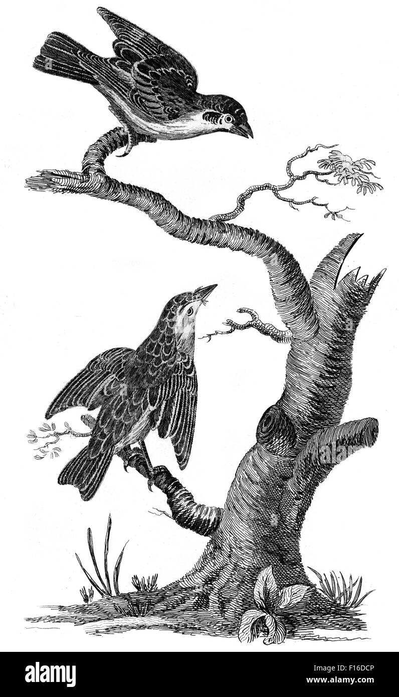 Le illustrazioni incise intitolato 'Albero Sparrow F. Sedge trillo' presi da "British Zoologia' da Thomas Pennant (1726-1798), "nuova" 5 Foto Stock