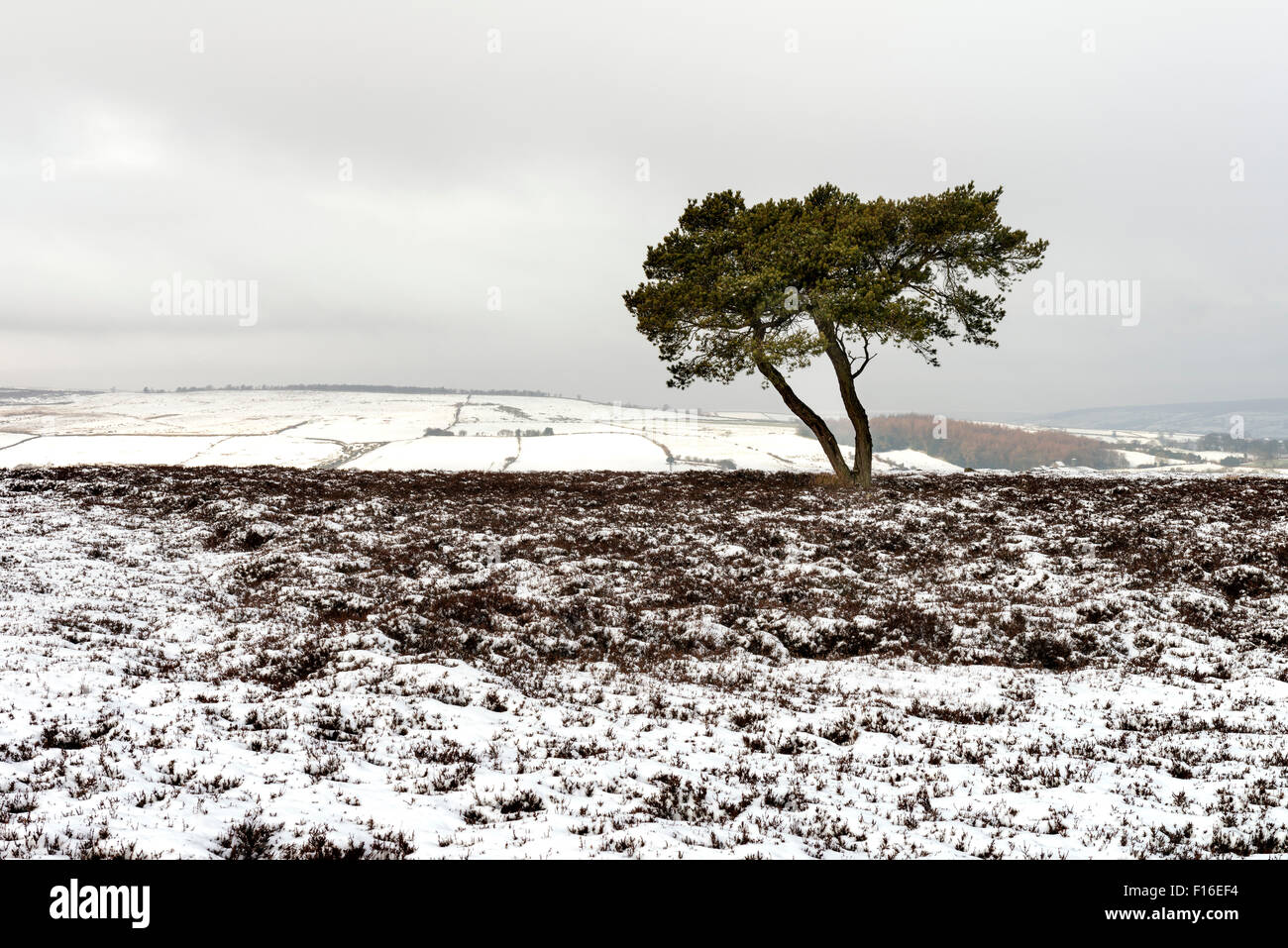 Il lone tree sul Egton Moor Foto Stock