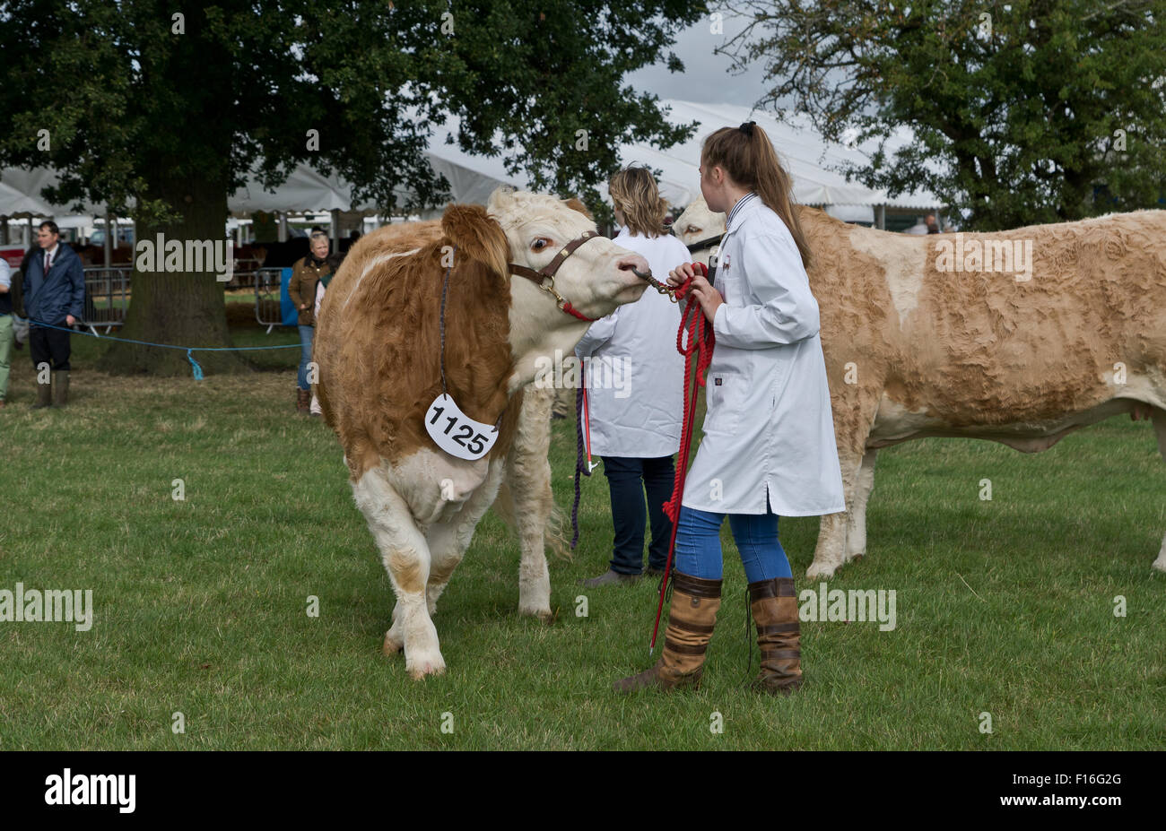 La Contea di Bucks mostrano, Regno Unito 27/08/15.Un toro in mostra. Credito: Scott Carruthers/Alamy Live News Foto Stock