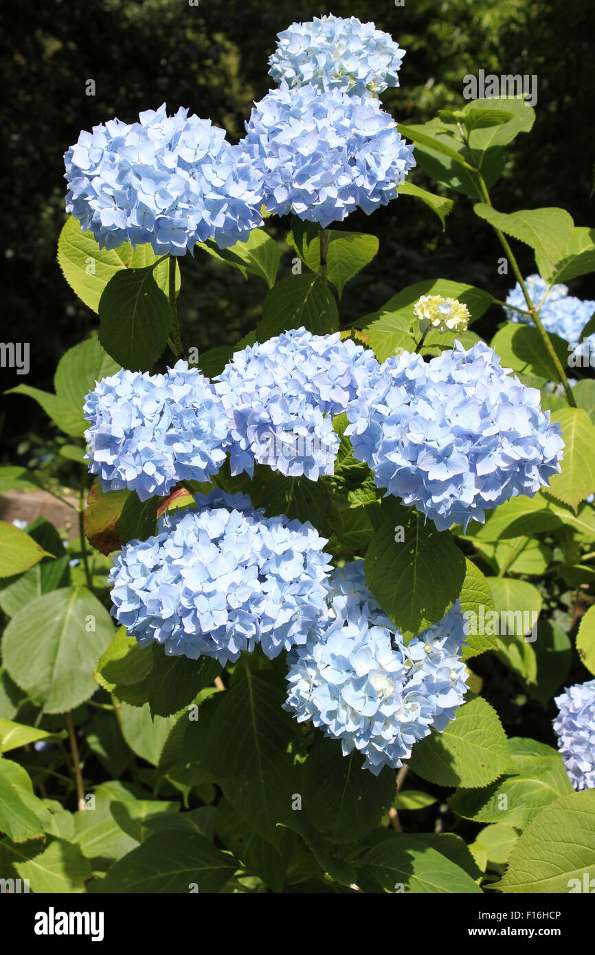 Hydrangea macrophylla 'Blue Wave' a.k.a.‘Mariesii Perfecta’ Foto Stock