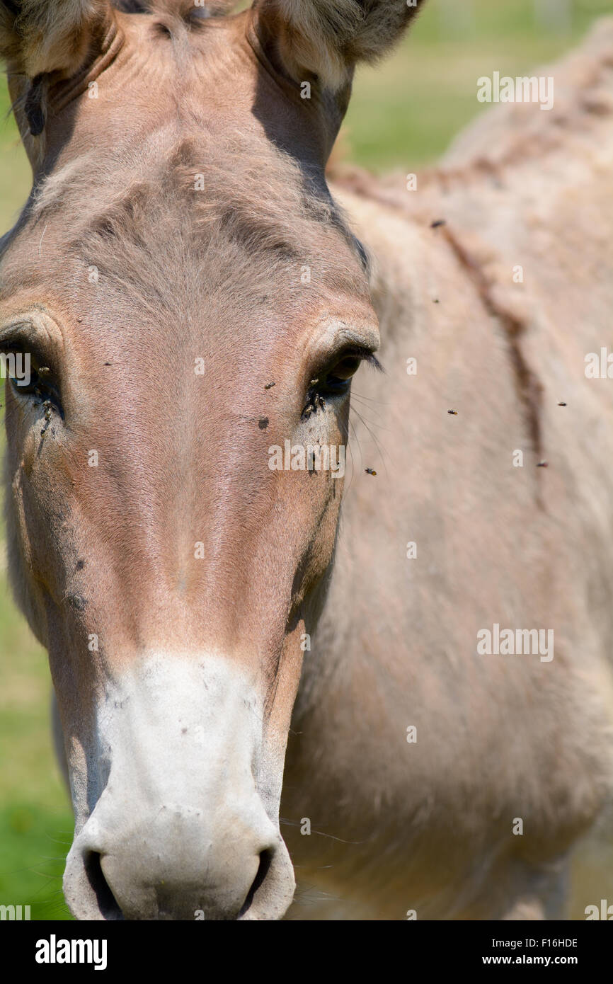 Provenza (Equus africanus) asino ritratto in agriturismo in Francia Foto Stock