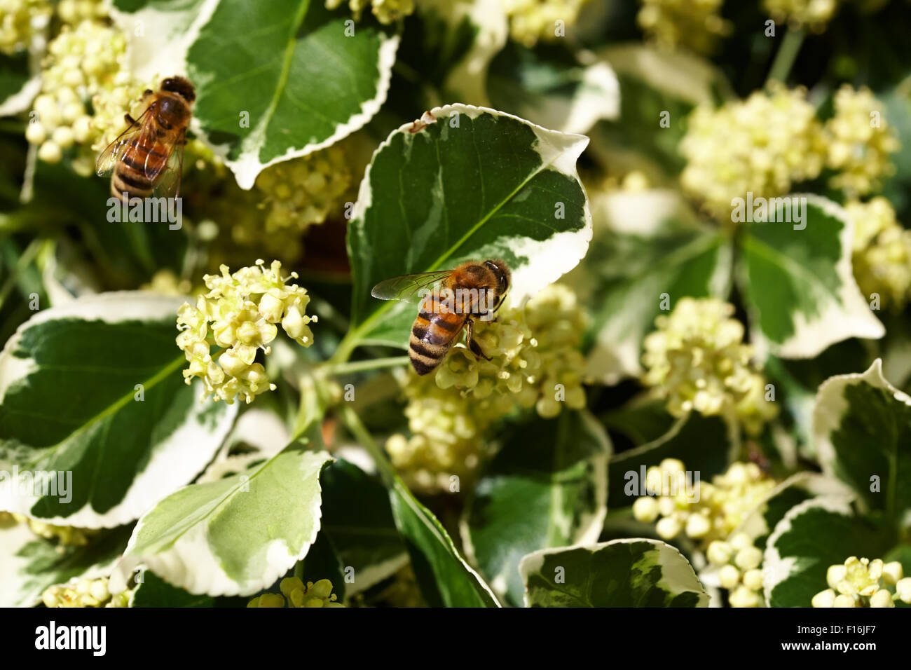Il miele api di lavoratore Apis mellifera Foto Stock