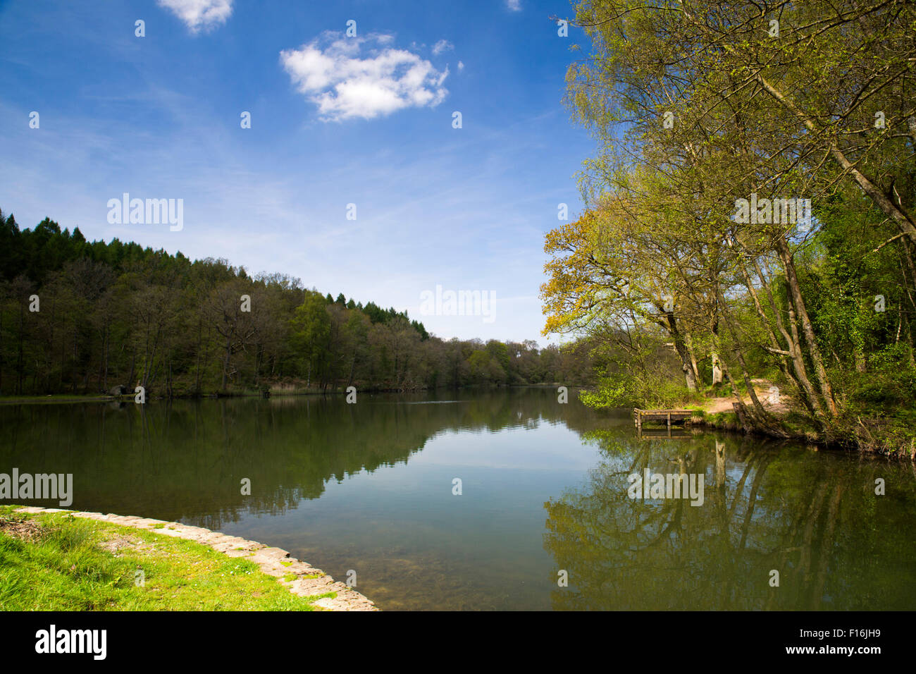 Stagni Cannop; Foresta di Dean Gloucestershire, Regno Unito Foto Stock