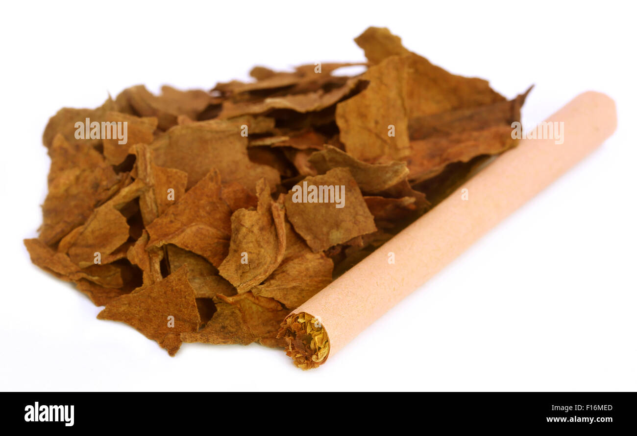 Asciugare le foglie di tabacco per la realizzazione di sigaretta su sfondo bianco Foto Stock