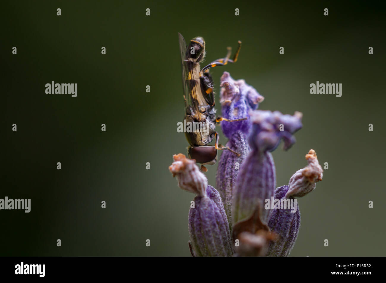 Spessore zampe (hoverfly syritta pipiens) con il suo distintivo ampia hind femori su un fiore di lavanda. Foto Stock