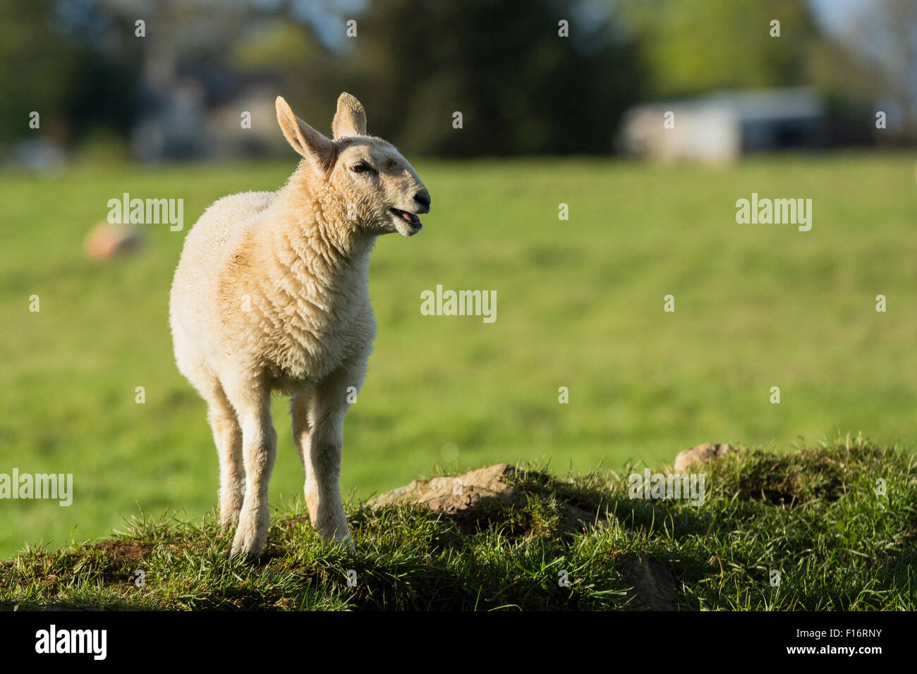 Agnello in piedi sulla banca erbosa in presenza di luce solare sulla fattoria in Wicklow, Irlanda Foto Stock
