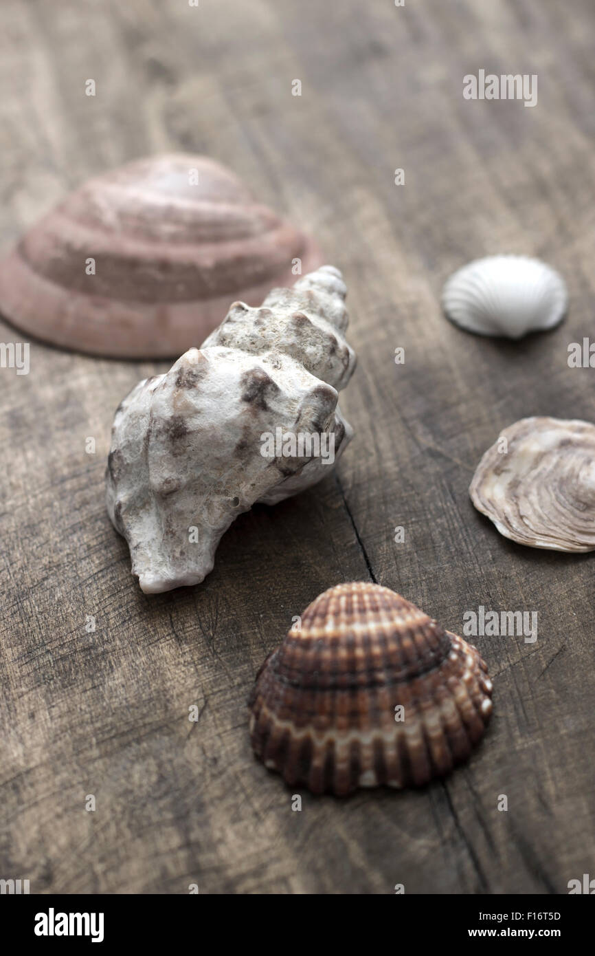 Conchiglie di mare sul vecchio tavolato in legno, la profondità di campo Foto Stock