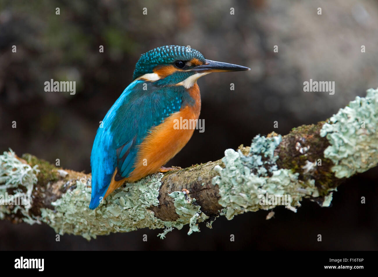 Common kingfisher (Alcedo atthis) femmina appollaiato sul ramo su fiume Foto Stock