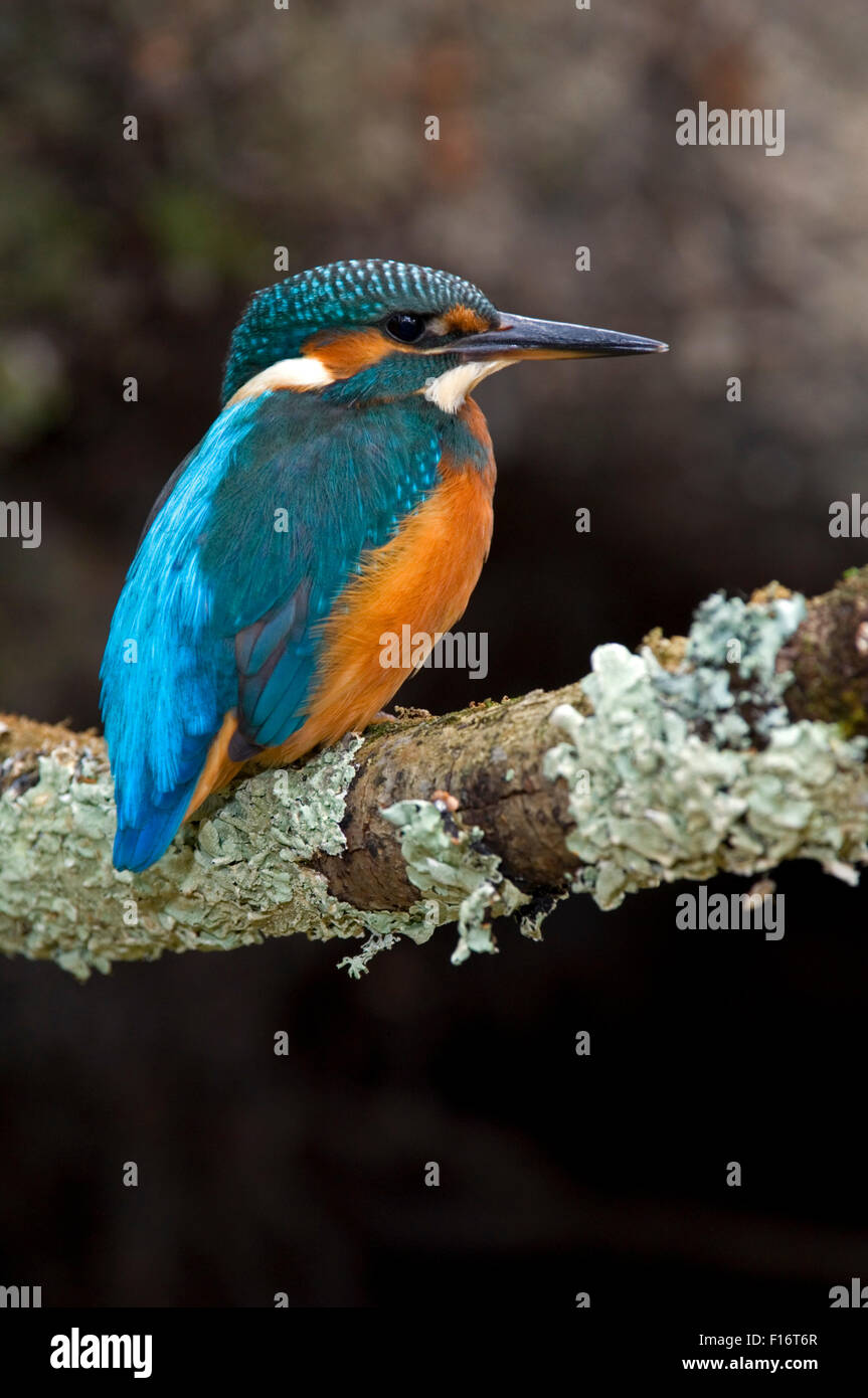 Common kingfisher (Alcedo atthis) femmina appollaiato sul ramo su fiume Foto Stock