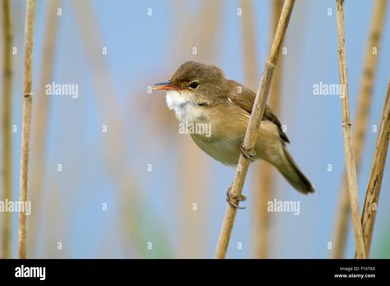 Eurasian reed trillo (Acrocephalus scirpaceus) arroccato in reedbed in zona umida Foto Stock