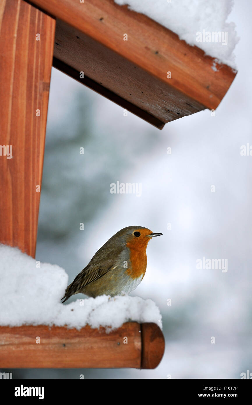 Unione robin (Erithacus rubecula) sul giardino / birdfeeder bird feeder / tabella di uccelli in inverno nella neve Foto Stock