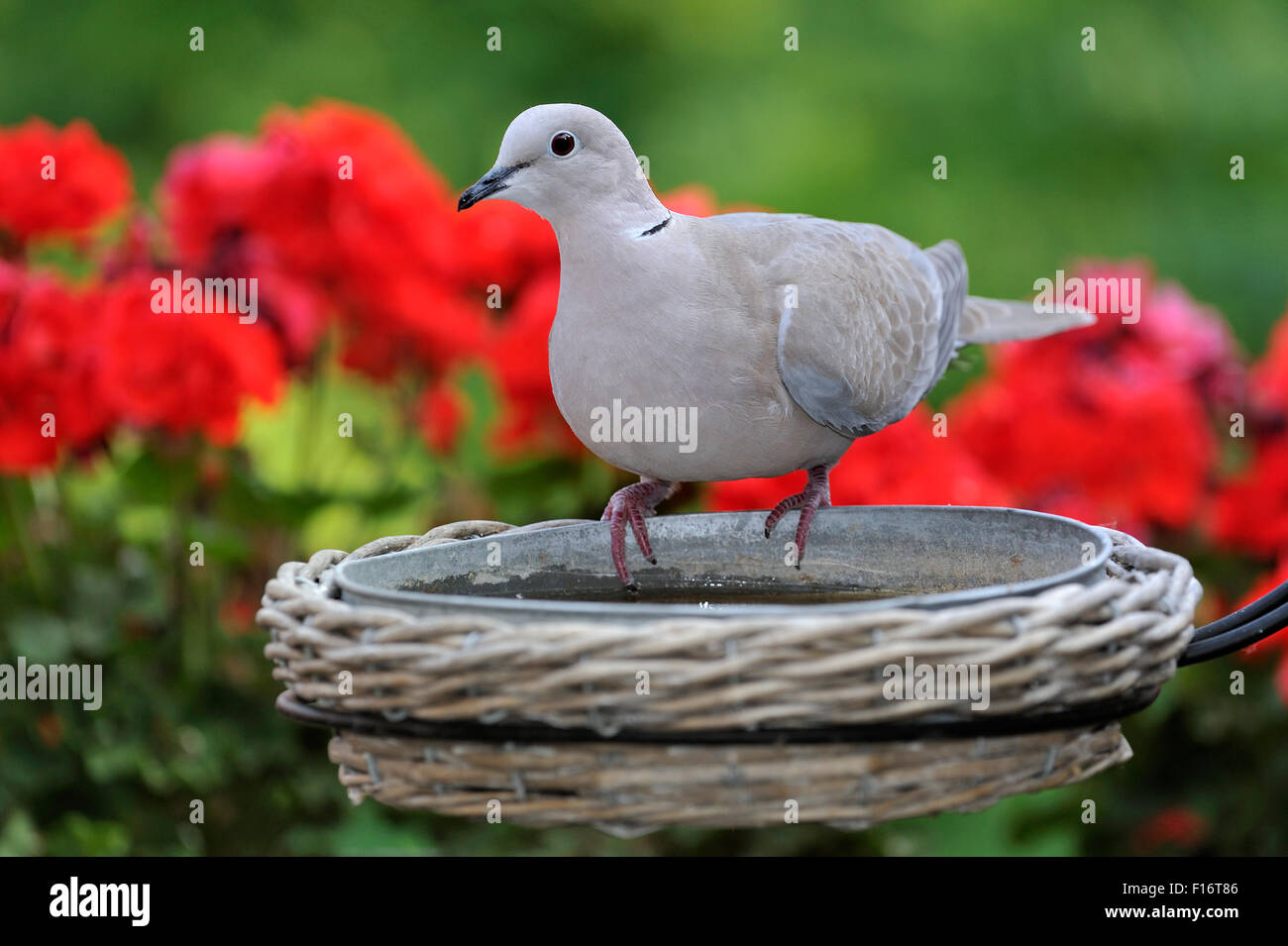 Eurasian Colomba a collare (Streptopelia decaocto) bere da giardino Bagno uccelli in estate Foto Stock