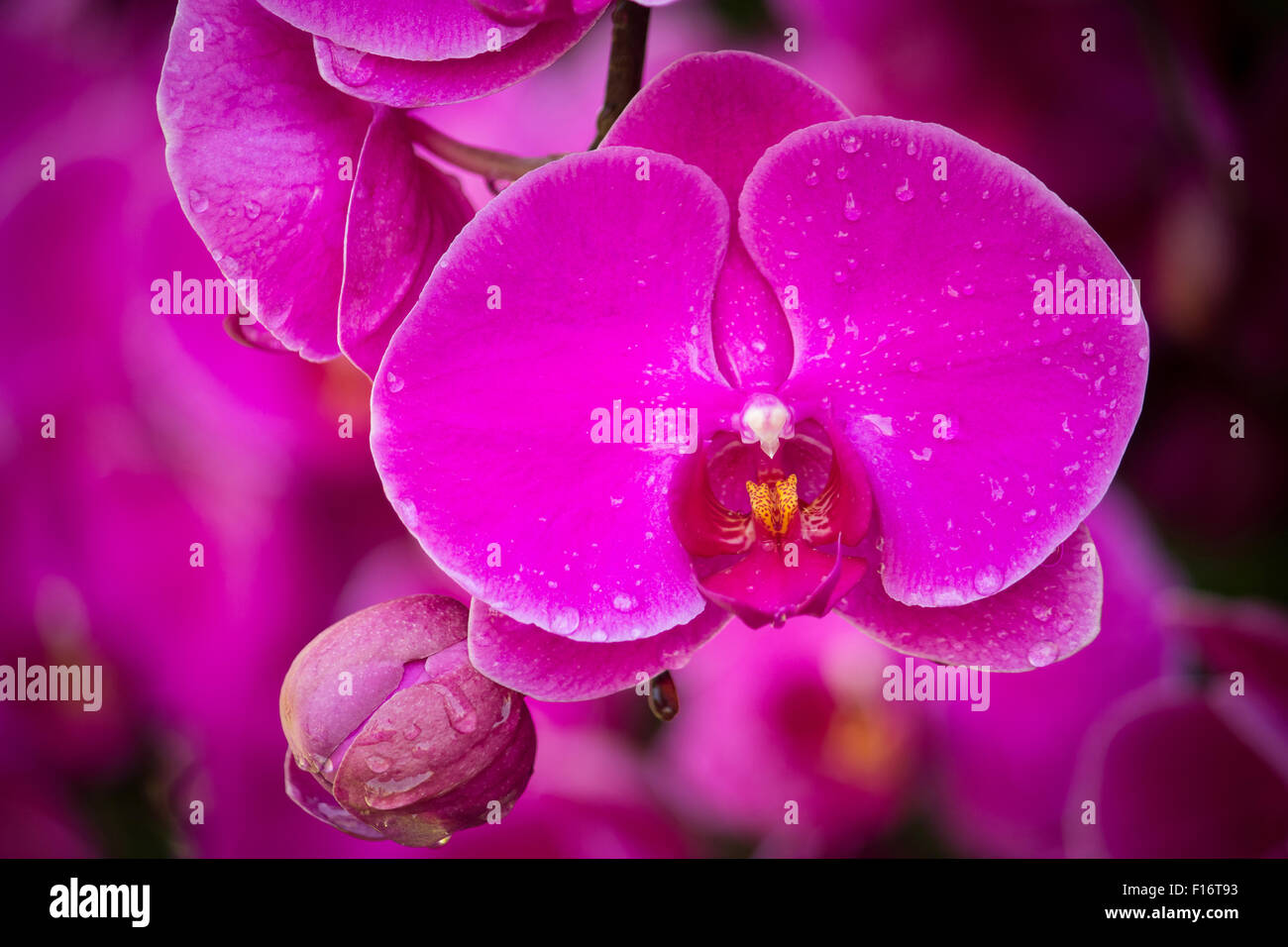 Rosa phalaenopsis orchid flower Foto Stock