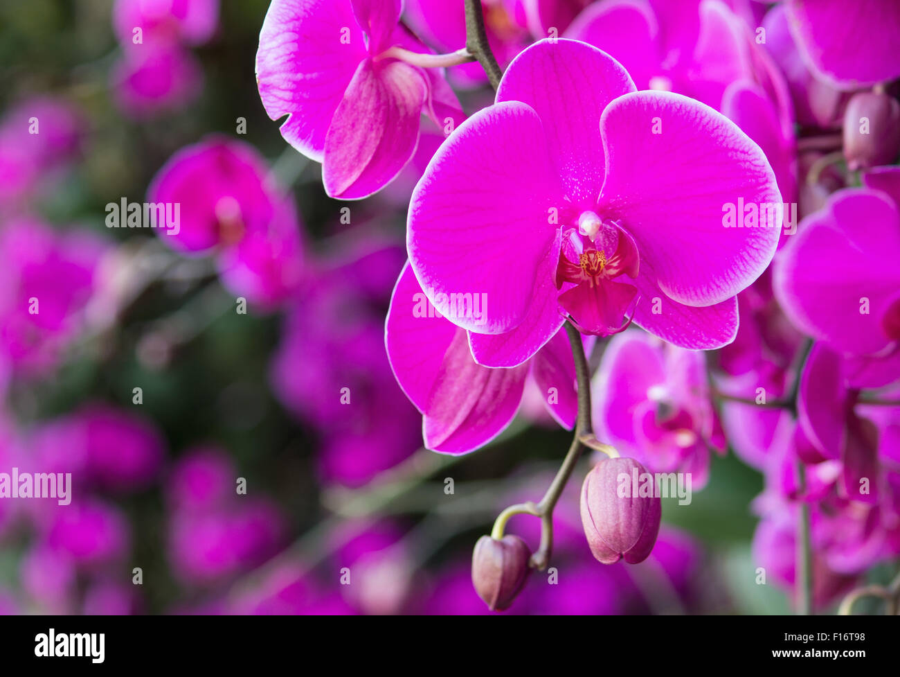 Rosa phalaenopsis orchid flower Foto Stock