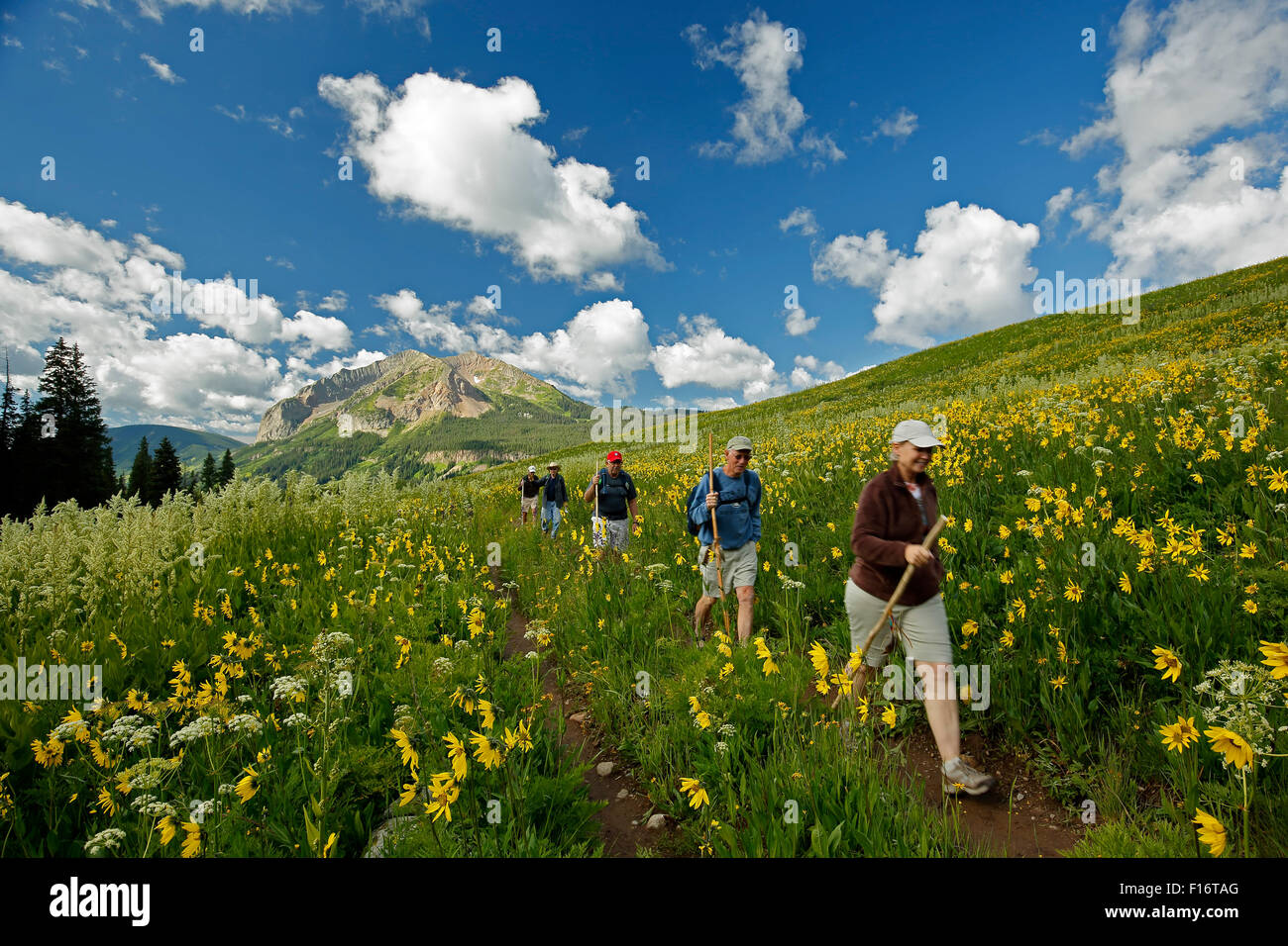 Gli escursionisti, fiori selvatici e montagna gotico (12,631 ft.), Rustler Gulch Trail, la Foresta Nazionale di Gunnison, Crested Butte, Colorado, STATI UNITI D'AMERICA Foto Stock