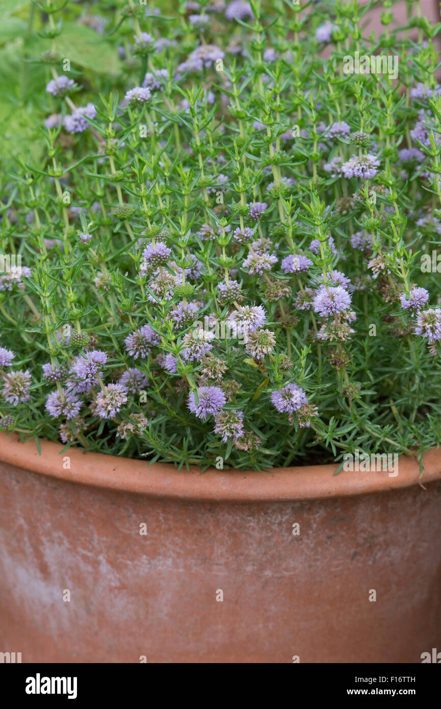 Mentha cervina. Acqua fioritura di menta verde in un vaso in terracotta Foto Stock