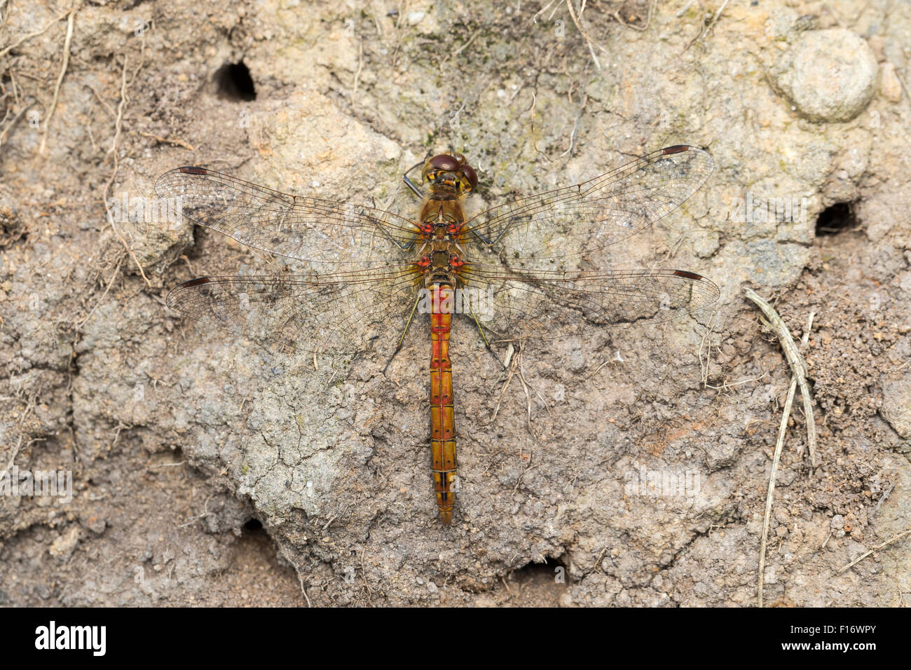 Common Darter Sympetrum striolatum, Derbyshire, Peak District Foto Stock