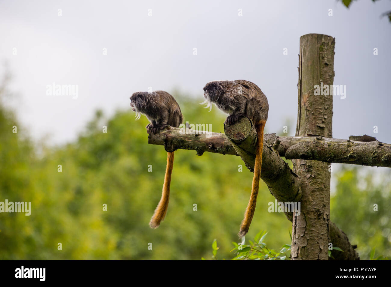 Due imperatore tamarin scimmie seduti insieme sui rami a Birmingham Wildlife Conservation Park Birmingham REGNO UNITO Foto Stock