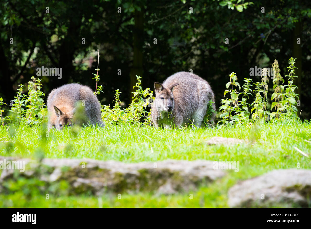 Bennetts Wallaby alimentare a Birmingham Wildlife Conservation Park Birmingham REGNO UNITO Foto Stock