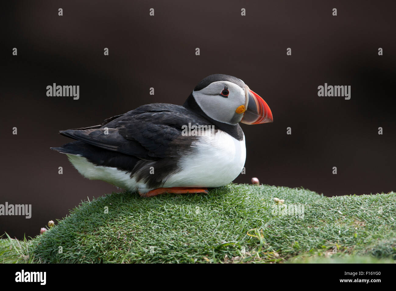 Puffin (Fratercula arctica), Regno Unito Foto Stock