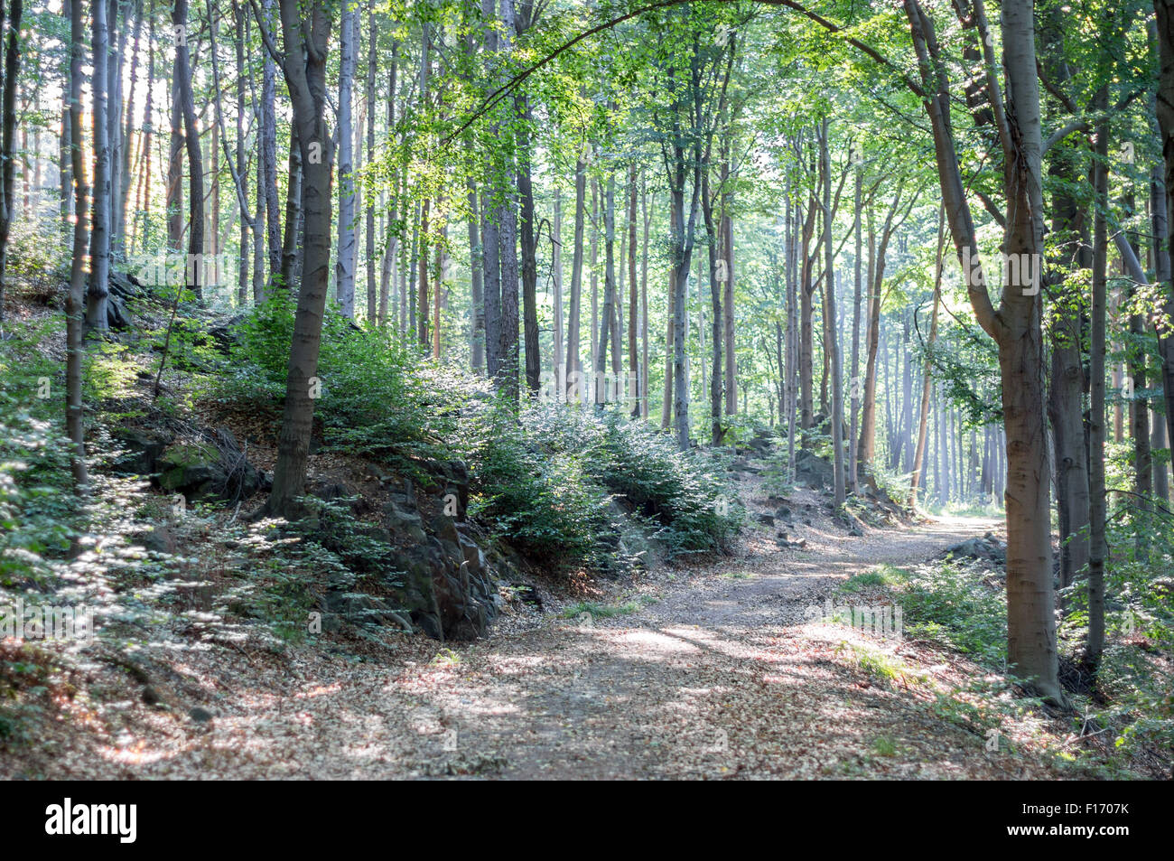 Luce del sole di mattina nella foresta di faggio sul Monte Sleza piste Foto Stock