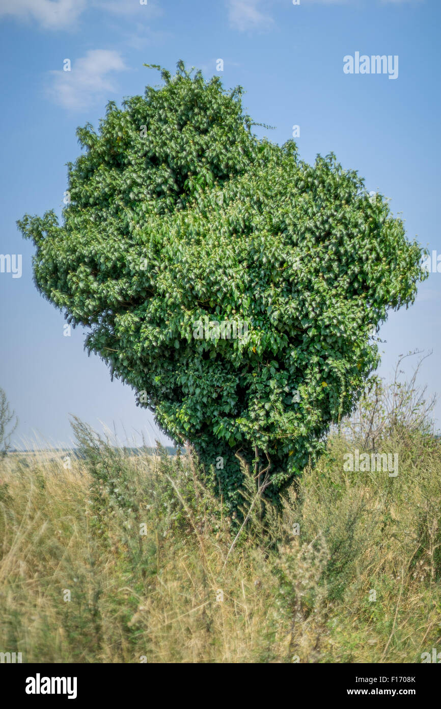 Il vecchio albero tronco completamente coperte di edera Hedera helix Foto Stock