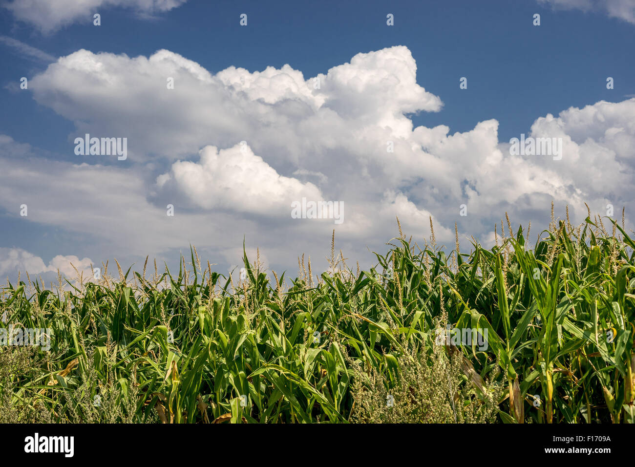 Le nuvole nel campo di grano Foto Stock