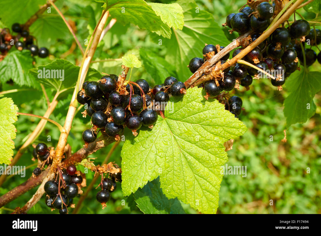 Vista ravvicinata di un ramo pieno con Nero ribes maturi nel giardino di casa Foto Stock