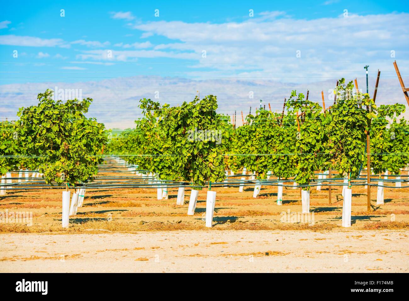 Le uve dei vigneti di piantagione in Indio, Coachella Valley, California, Stati Uniti Foto Stock