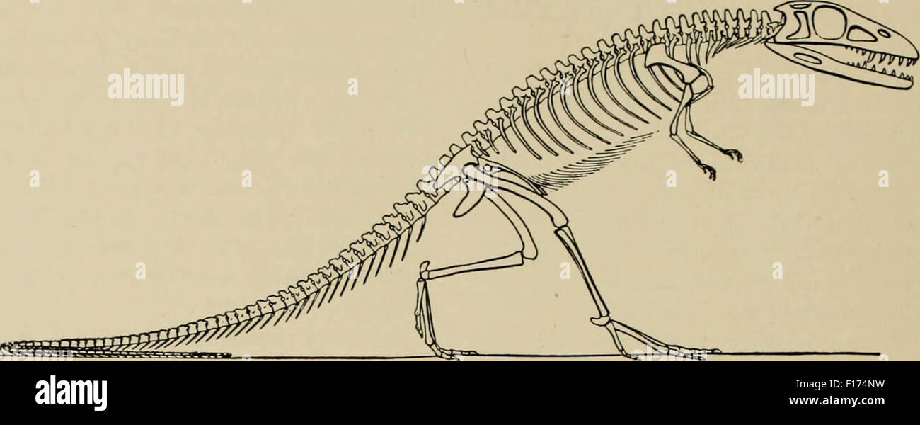 Scheletro di T-Rex Foto Stock