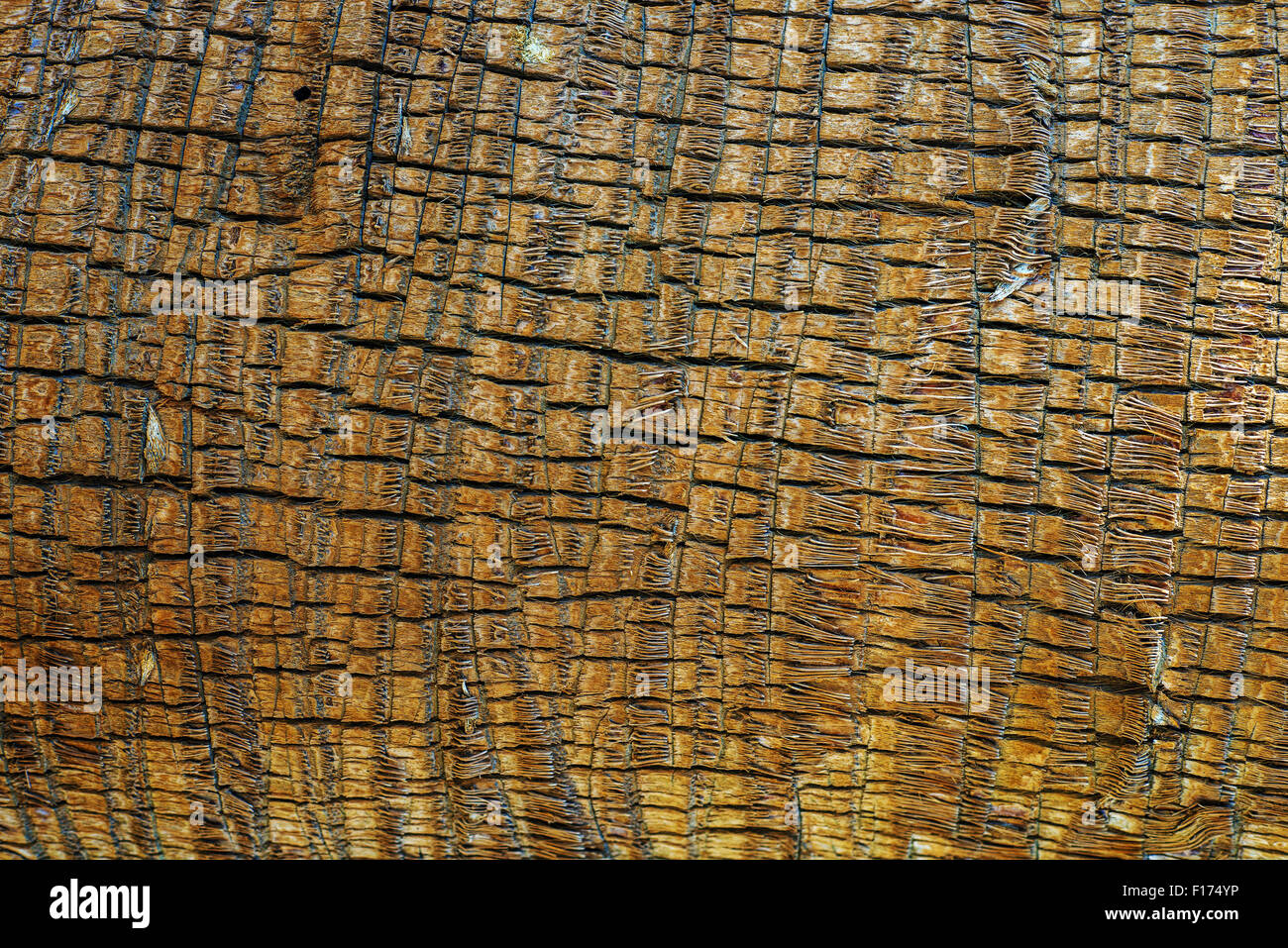 Palm di corteccia di albero di legno sullo sfondo del materiale Foto Stock