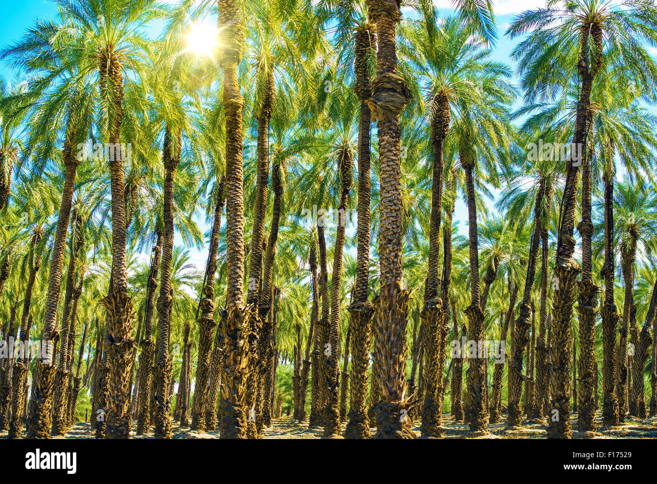 La soleggiata California piantagione di palme. California Agricoltura foto. Foto Stock