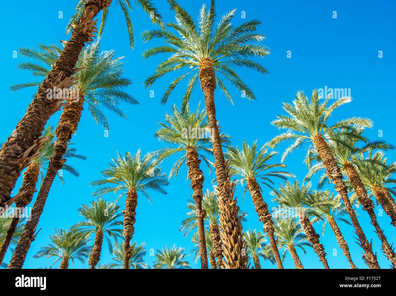 Sotto le palme di Coachella Valley in California. Le palme e il blu del cielo. Foto Stock