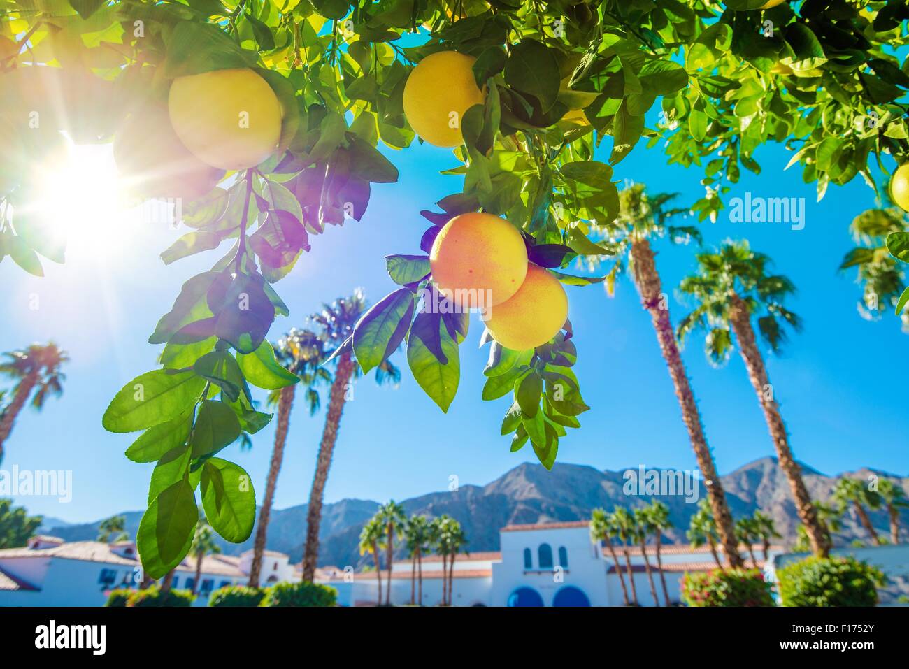 Benvenuti in California. La soleggiata California paesaggio, palme e alberi di arancio. Foto Stock