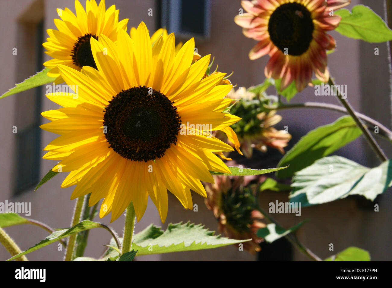 Girasoli Foto Stock