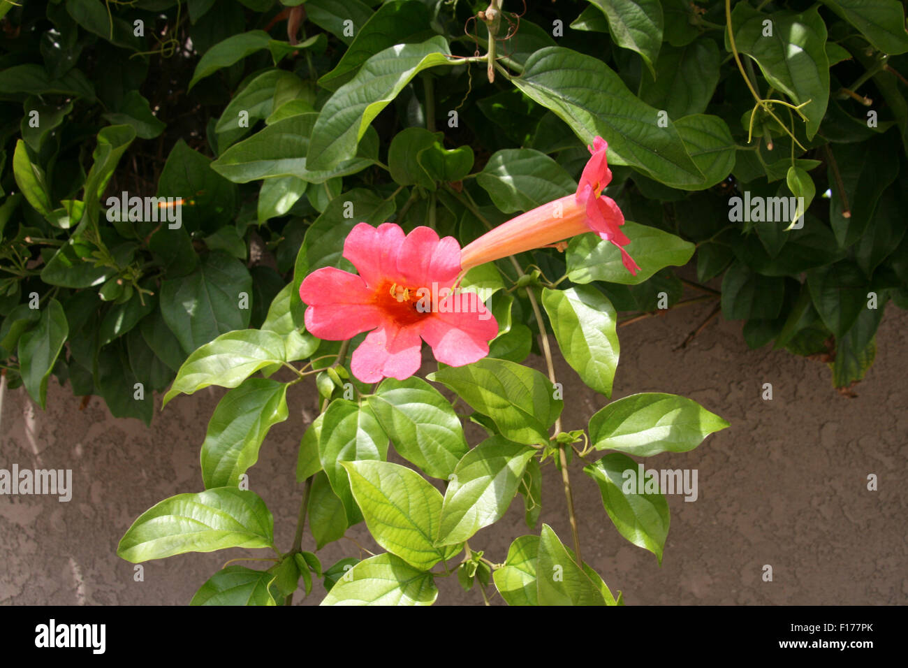 Fiori di tromba Foto Stock